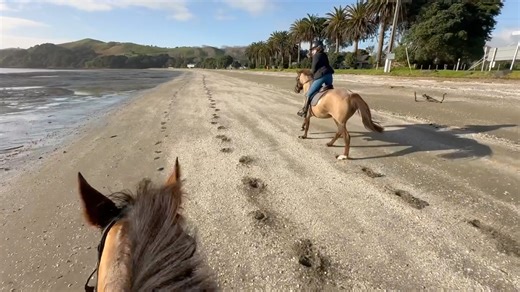 5.1K views · 61 reactions | Rubi and Ari do Duders, our favourite place. Rewarded for their excellent behaviour with a hoon a beach at the end. | Brookby Heights International | Facebook