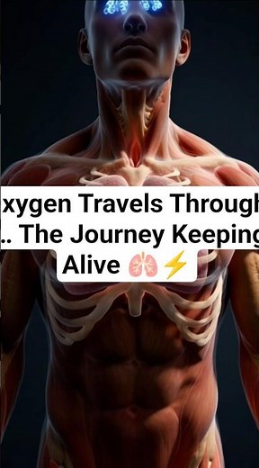 How Oxygen Travels Through Your Body… The Journey Keeping You Alive 🫁⚡