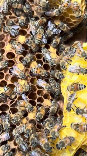You've never seen inside a beehive like this #bees #nature #extreme