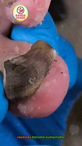 Ep.567 Casual meetup portion control and calorie habits 🍉🌹 #CalorieControl #HeartHealthyDiet #WellnessLifestyle | Banda Verde