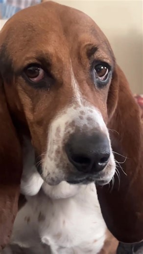 Adorable Basset Hound Moments That Will Melt Your Heart