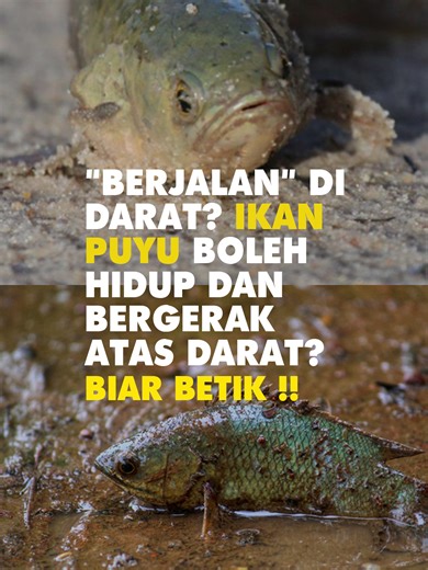 Ikan Puyu: Ikan Ajaib yang Boleh Bergerak Atas Darat