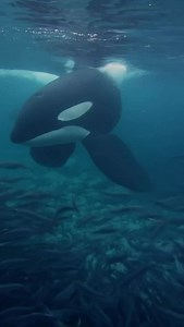 76K views · 42K reactions | Orcas, the wolves of the sea. | Nature | PBS | Facebook