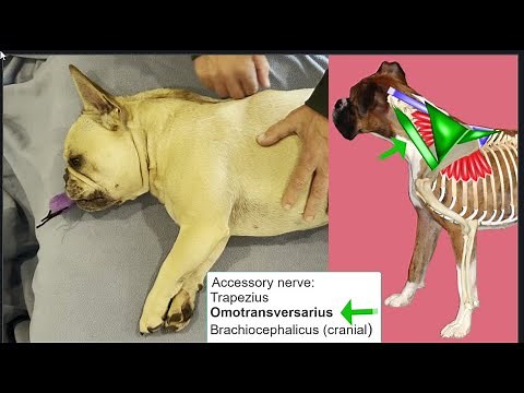Functional Dog Anatomy-Palpation of the dog thoracic limb to body muscles, organized by innervation