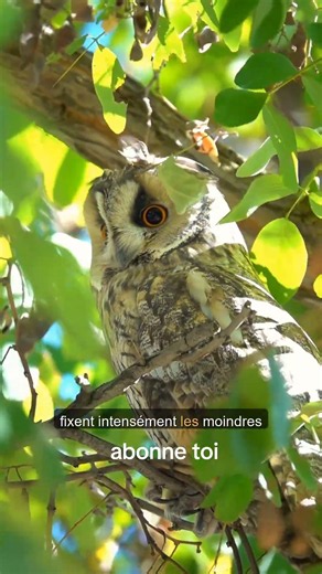 Chouette, le secret du silence