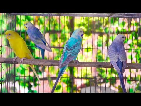Budgie sounds happy - Budgie sounds mating