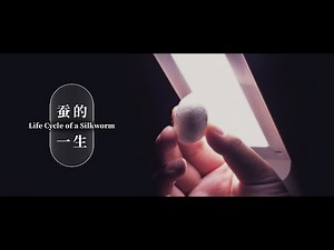 Life Cycle of a Silkworm