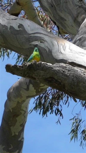 Watch this pair of Red-rumped Parrots peeking out of their nest hollow 🦜💚 Red-rumped Parrots are monogamous, with pairs typically remaining together for life. Nesting in natural tree hollows, the female incubates the eggs for around three weeks while the male stays nearby, bringing food and later helping to feed the chicks once they hatch. Species name: Psephotus haematonotus … #redrumpedparrot #aussiebirds #birdsofaustralia #birdtok #wildlifephotography