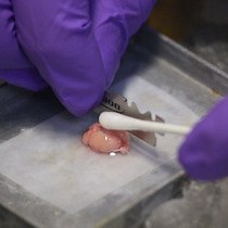 Video: Direct-current Stimulation and Multi-electrode Array Recording of Seizure-like Activity in Mice Brain Slice Preparation