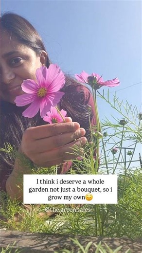 cosmos garden❤️ #ytshorts #yt #terracegardenindia #trendingshorts #viralshorts #plantmom