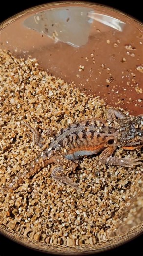 Here at pets parade ltd our first stunning bearded dragon hatch 😍 #beardeddragons #dragons #beardeddragon #everyone