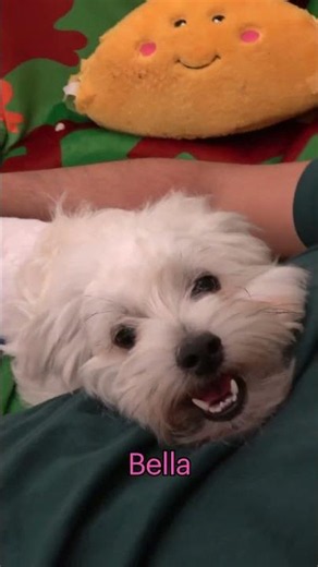 Before and After - Hope For Paws