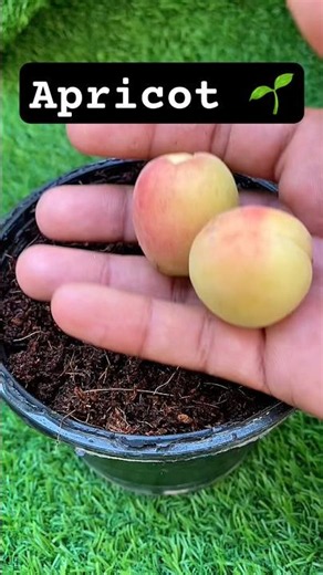 I Grew Apricot at Home 😱 | Seed to Harvest (Insane Results!) #shorts #viral #trending