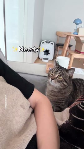 Funny relatable cat behaviors you’ll recognize