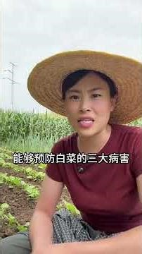 #白菜种植 #种白菜 #蔬菜种植 #三农 #种植小技巧 @我要上热门 @抖音小助手