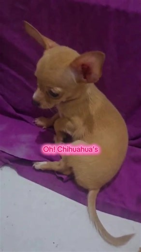 #ohchihuahuas #ohchihuahuassora