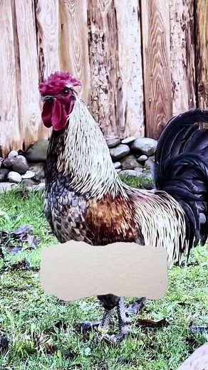 Understanding Chicken Behavior: Hen and Rooster Insights