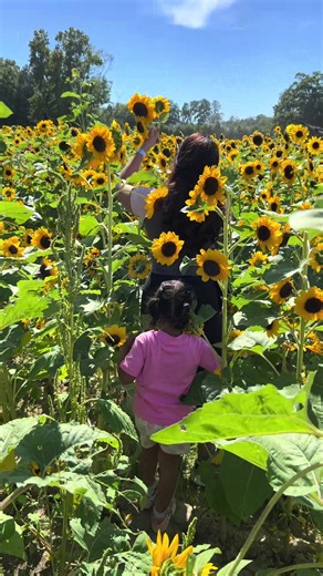 Phillips Farm Cary NC: What to See & Tips for Visiting