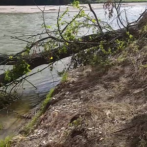 1.6K views · 31 reactions | Our expert tree cutter, Vince, chainsawing a strainer for safe river travels at #greenacrescanoe. Follow us on instagram and twitter as well! | Green Acres Kayak Rental | Facebook