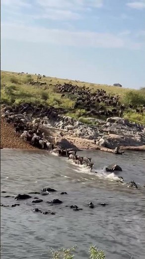 Millions of wildebeests crossing the Mara River in Serengeti during the Great Migration Africa's