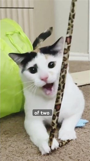 Have you ever seen a male calico cat?
