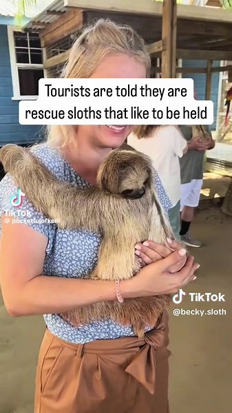 Cuddling Sloths: Why It's Harmful to These Creatures