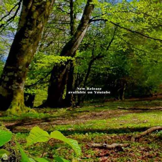 🌳Heal with this forest sounds. Returning to balance through nature sounds 432Hz #birds #naturesounds