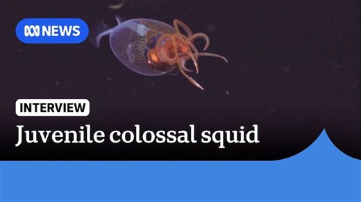 Colossal squid filmed in natural habitat in world first