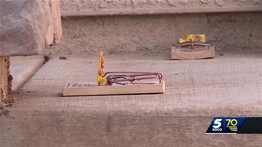 OKC metro pest control companies see spike in rodent infestations