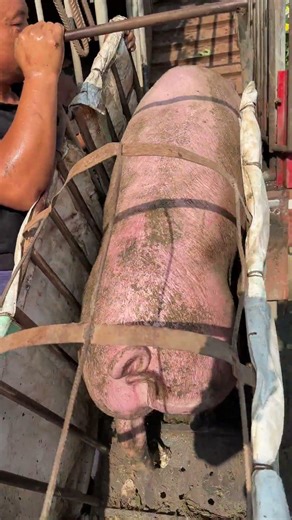 Pig Farmer Safely Loading Pigs into a Truck | Educational Purpose Only