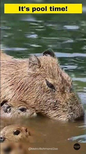 These Capybaras Love Water!