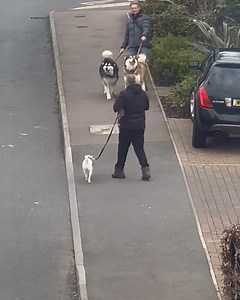 3.1M views · 10K reactions | This woman gets a serotonin boost every day when she sees these doggy friends meet up ❤️ | LADbible | Facebook