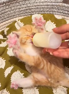 11K views · 761 reactions | Kitten who loves milk #cat #funnycat #cats #funnyvideos #fyp | Pets Planet | Facebook