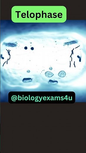 Stages of Mitosis 3D Animation@biologyexams4u