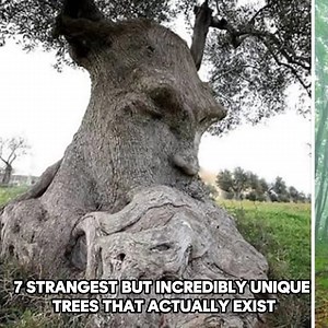 11K views · 468 reactions | 7 Strangest But Incredibly Unique Trees That Actually Exist | Untold Facts | Facebook