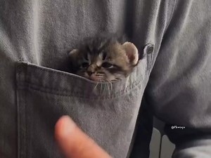pocket Kitty 🐈 | Peace begins when i see you smiling.