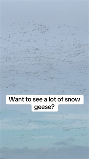 This is crazy @Delta Thunder #snowgeese | snow goose