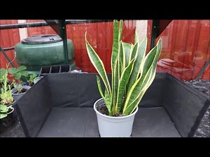 How to Propagate a Snake Plant Part 1 Root Cutting
