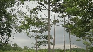 The visionary forest man of Assam – how one man's dream to make a forest turned him into "the happiest man in the world." Tribal peoples are the best conservationists of the natural world. #fortribesfornature | Survival International