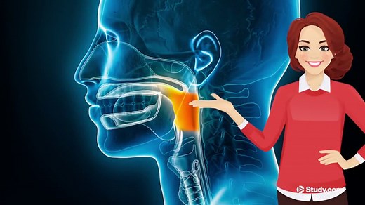 Bolus | Definition & Administration