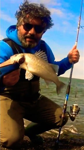 Shore jigging for sea bass #fishing #seabassfishing #outdoors