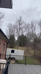 It’s so loud outside because of all the birds surrounding my house. They will all fly away and then come back again 20 min later lol 🙈 | The Dixons