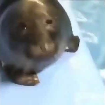 hello there woo woo - meme