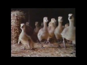 Flying Wild VHS Commercial Original Title 1995