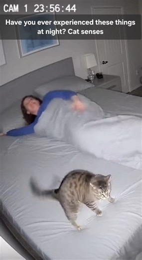 A terrifying camera recording! The cat sensed it beforehand