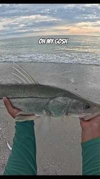 How to catch slot snook from the beach