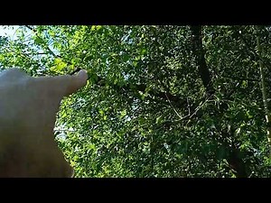 comment et quand tailler le prunier