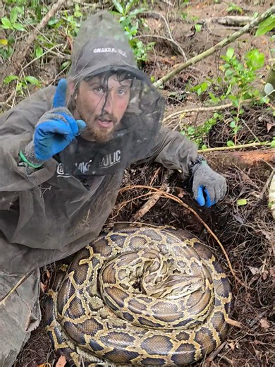 The reproductive rate of these snakes never ceases to amaze me! One female producing over 60 eggs is exactly why invasive populations like this can explode so rapidly! Every python and every egg removed saves tons of native animals lives, and that's what it's all about! I am sharing this video again, such an awesome experience! Sorry if you've already seen it, lots of new content being posted also! . #python​​ #snake​​ #wildlife​​ #florida​​ #nature​​