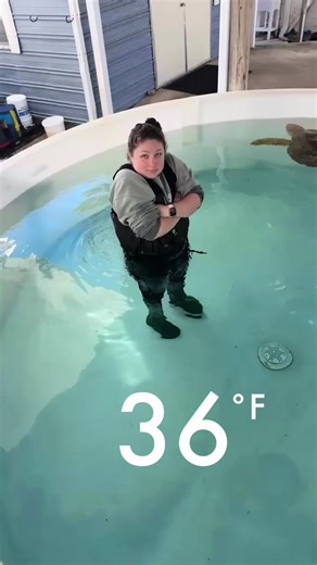 Loving what you do means getting in the water for swim tests even when it’s 30° outside! Days like today make me jealous of our patients heated habitats 🥶❄️🐢 ##seaturtles##bur##seaturtlerehab##swimlessons