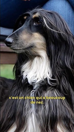 Afghan Hound: if you adopt one thinking that, you're doomed! 😱